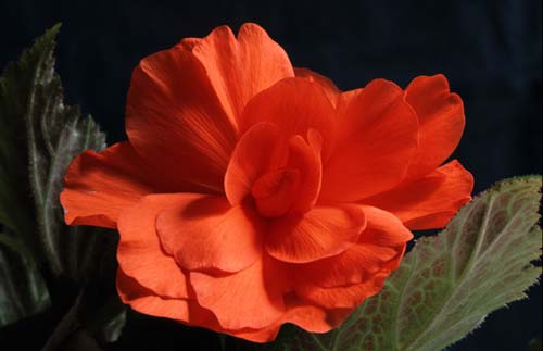 Begonia - Copright image