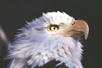 The Eagle