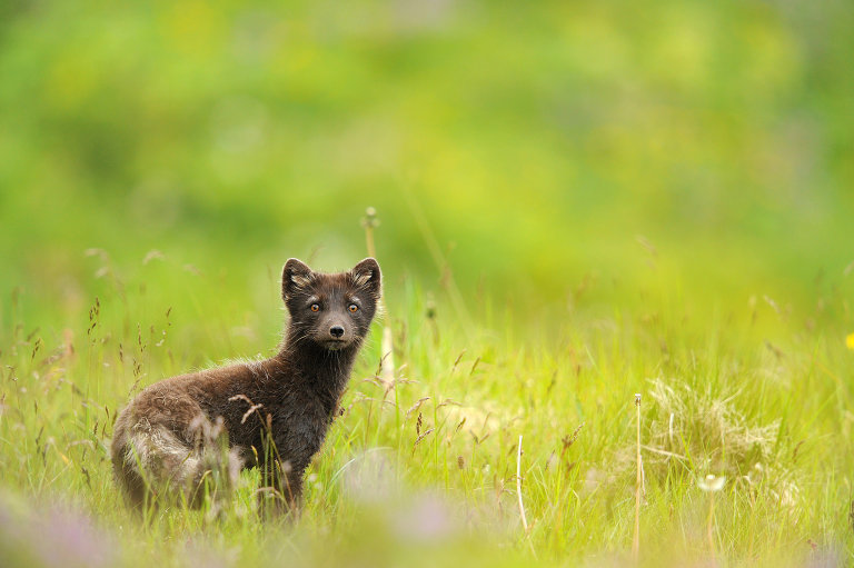 Startled | James Wright