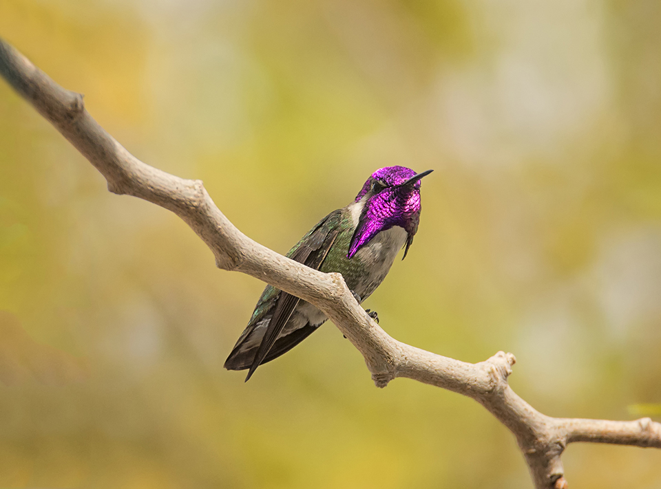Darth Hummer | Although this Costa's hummingbird chose to perch in a tree that was less than 20 feet away, the species is only about three inches in length. In cases like this, a long zoom really pays off. There was also only a split second when he turned his head just right for the sun to reflect off his gorget. Nikon D800E with Tamron 150-600mm lens, 550mm, f8, 1/2000, ISO 1000.
