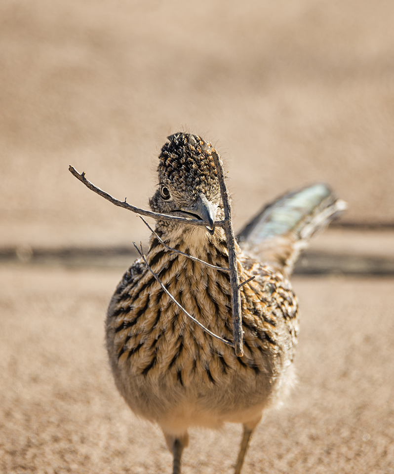 Excuse Me, I Have a Nest to Build | While walking around the Oasis of Mara at Joshua Tree National Park, this greater roadrunner walked right up to me and stopped as if waiting for me to get out of its way. It was a completely unexpected moment and I had to move quickly in order to get the shot. Nikon D800E with Tamron 150-600mm lens, 550mm, f8, 1/800, ISO 400.