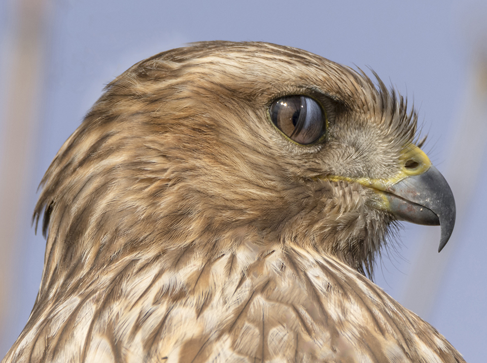 This young hawk was perched in a tree near a viewing platform at Sacramento National Wildlife Refuge. The blink happened very fast and was not noticeable to my eyes, but the quick shutter speed caught it. Nikon D7100 with Tamron 150-600mm lens, 500mm, f8, 1/1600, ISO 640.