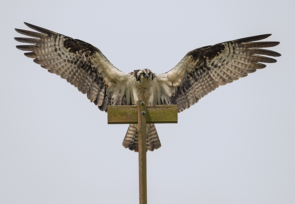 Nailed the Landing | There are ways to get close to wildlife without disturbing or harming the animals. This shot was taken in a city park where the city had constructed a nesting platform, complete with perches, for the osprey. These birds were very accustomed to having human visitors below their nest. Nikon D800E with Tamron 150-600mm lens, 550mm, f8, 1/3200, ISO 800.