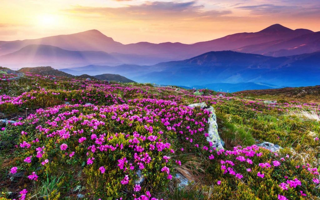 Valley of Flowers, India | Image via trekngo.com