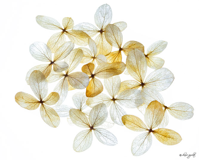 Denise-golden-flowers
