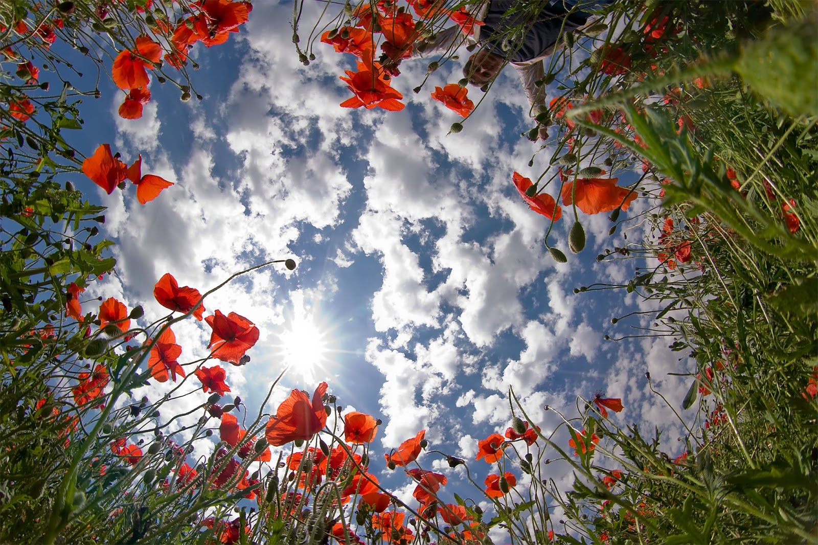 flower_photography_fisheye_lens