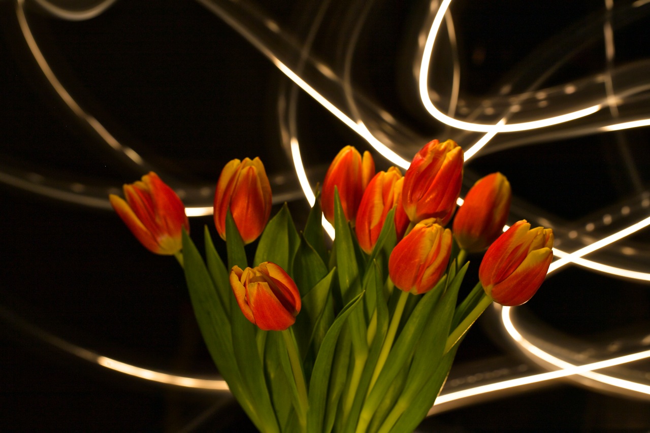 flowers_painted_with_light