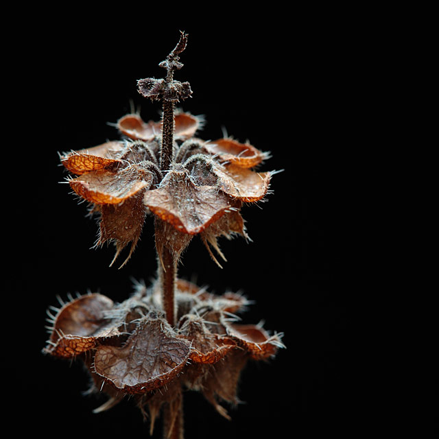 frozen_flowers
