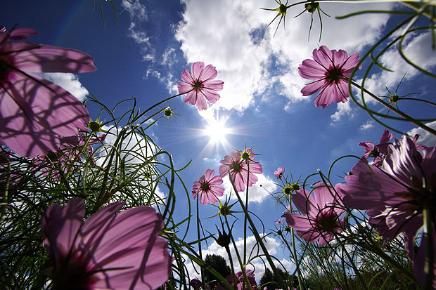 purple-flowers