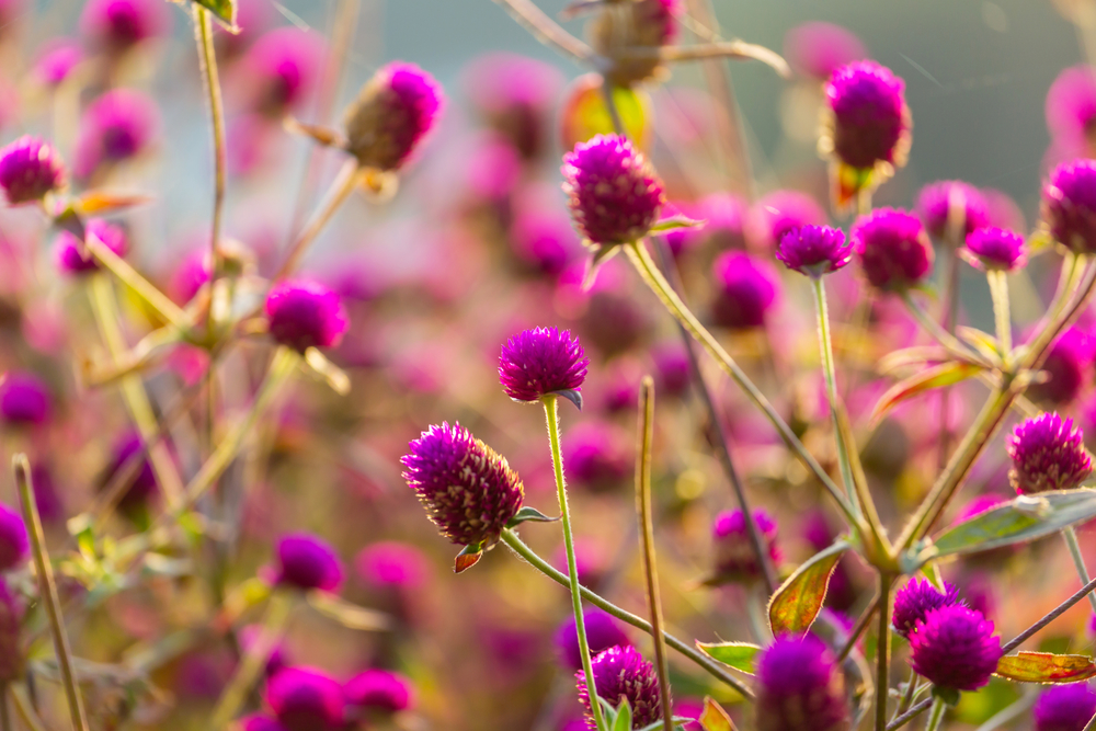 Close-up shot of the beautiful flowers. Suitable for floral background.